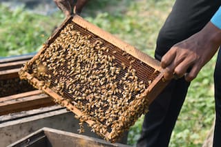 Controversia por un nuevo sistema obligatorio para los productores apícolas