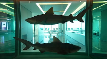 La obra de arte de tiburones está valuada entre los US$5 millones y US$6 millones