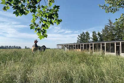 La obra de Desirée De Ridder custodia el viejo gallinero, hoy convertido en espacio de oficinas, lugar de encuentro de talleres o almuerzos de bienvenida.