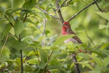 La observación de aves es fundamental para una buena vejez