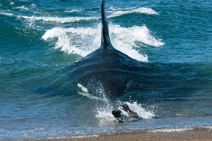 La observación de las orcas en Chubut es una actividad que suma cada vez más aficionados