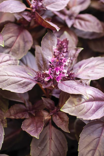 La Ocimum basilicum 'Dark Opal' se conoce vulgarmente como albahaca colorada. Aromática, florece en verano, el suelos fértiles y sueltos. Requiere de un clima cálido y riego medio. Requiere de pleno sol.
