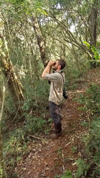 La odisea en busca de las águilas selváticas argentinas se remonta a 2017, cuando se inician las campañas
