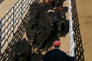 El valor de la hacienda trepó un 7,73% en el Mercado Agroganadero de Cañuelas