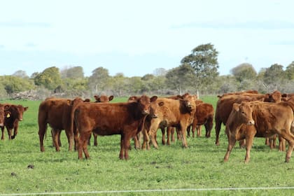 La oferta es menor a la de años anteriores y la demanda presiona porque hay pasto en los campos y la relación maíz /carne es favorable