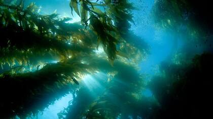 La ola de calor contribuye a la proliferación de especies invasoras