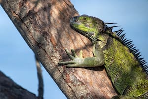 Iguanas podridas en Florida sorprenden a los residentes tras la ola de frío congelante