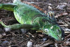 La ola de frío en Florida provocó que muchas iguanas cayeran de los árboles
