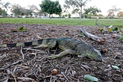 Las autoridades recomiendan no tocar ni introducir una iguana congelada en un domicilio o vehículo porque pueden recuperar su temperatura corporal de manera rápida