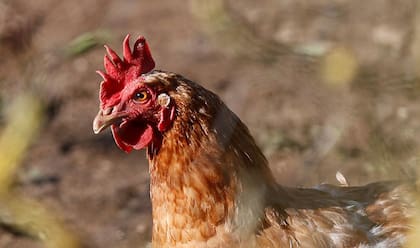 La OMS había expresado "gran preocupación" por que la gripe aviar empiece a extenderse de persona a persona.  