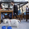 Estos son los barrios en los que vivir con una mascota es más fácil: plazas, caniles, bares y espacios pet friendly