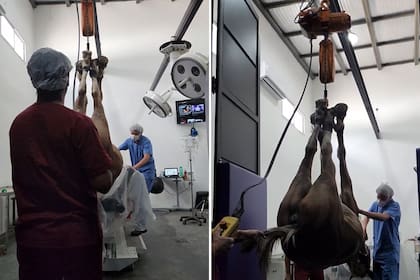 La ONG alberga a más de 80 caballos que reciben atención especializada: quirófano, internación y hasta neonatología (Foto: Gentileza Caballos de Quilmes)