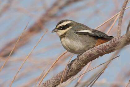La ONG Aves Argentinas lanzó KBA AICA, una herramienta de identificación, monitoreo y conservación de los sitios clave para la biodiversidad en nuestro país