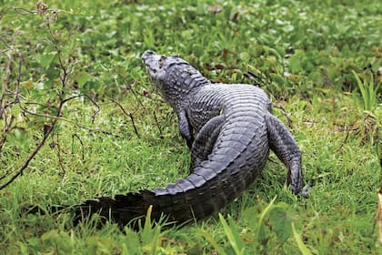 La ONG Conservation Land Trust Fund fue fundamental para el desarrollo sustentable del Iberá