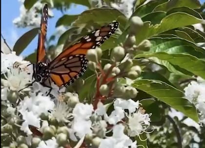 La operación fue un éxito y la mariposa logró remontar vuelo (Captura: @skylerstelz)