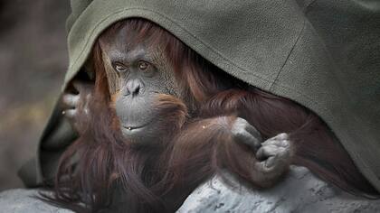 La orangutana, Sandra