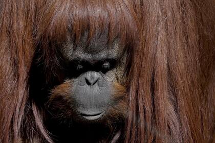 La orangutana Sandra, declarada sujeto de derecho por la Justicia argentina