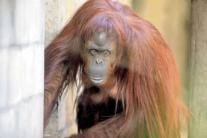 La orangutana Sandra fue declarada sujeto no humano de derechos