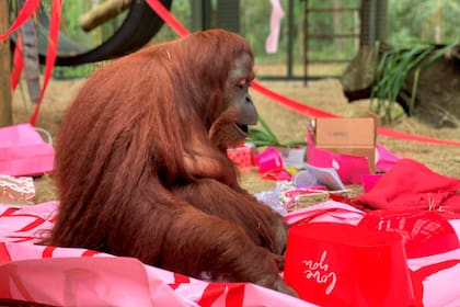 La orangutana Sandra, en un santuario en Estados Unidos