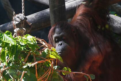 La orangutana Sandra abandonó el Ecoparque porteño y se dirige a Dallas, donde pasará un período de cuarentena hasta llegar al santuario de Florida