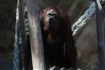 La orangutana Sandra abandonó el Ecoparque porteño y se dirige a Dallas, donde pasará un período de cuarentena hasta llegar al santuario de Florida