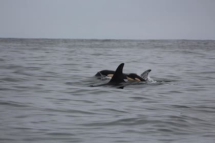 La orca bebé tiene aproximadamente tres semanas de vida, detallaron los expertos