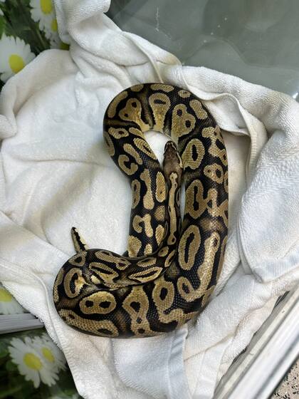 La organización de animales aún no determinó si la pitón encontrada es hembra o macho