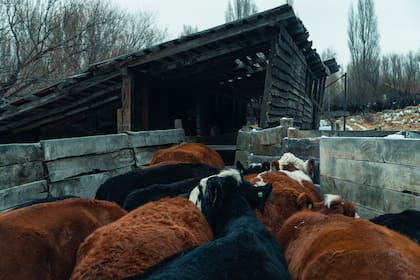 La organización destaca el rol de la ganadería como herramienta para la restauración de los ecosistemas naturales.