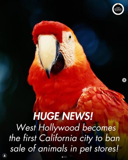 La organización World Animal Protection US y la alcaldesa Chelsea Lee Byers celebraron en redes sociales la aprobación de la ordenanza (Instagram/@chelsealeebee)