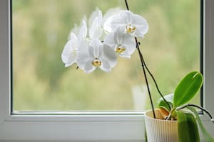 Las 5 plantas de interior que tienen flores y son fáciles de cuidar