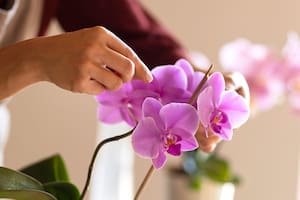 El poder de las orquídeas según el Feng Shui