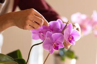 El poder de las orquídeas según el Feng Shui