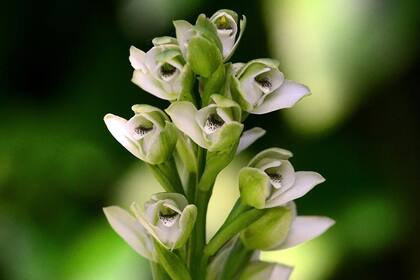 La orquídea ribereña crece en el lago Lugano o en el talar de la Facultad de Veterinaria
