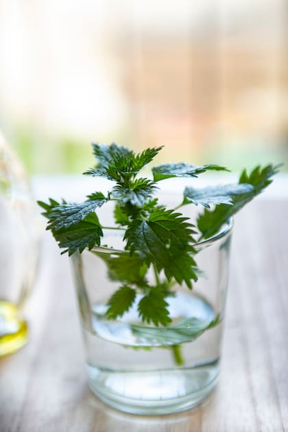 La ortiga, antes vista como maleza, hoy es protagonista de licuados, tartas y remedios caseros