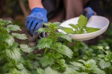 ¿Para qué sirve la ortiga? Propiedades y beneficios de la planta de la eterna juventud