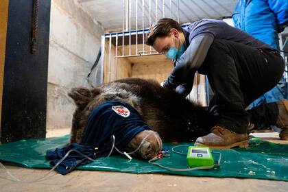 La osa debió ser sedada durante la mayor parte del viaje, que en total duró cuatro días