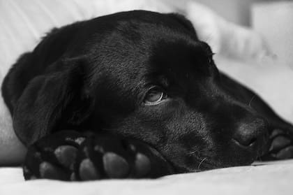 La otitis podría afectar la salud de los perros y derivaría a la muerte