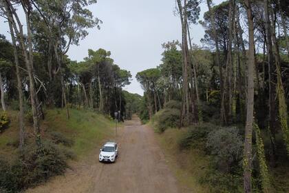 La zona es un gran bosque