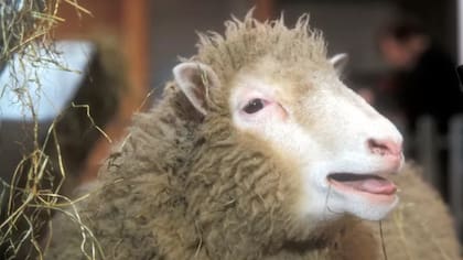 La oveja Dolly fue creada para buscar soluciones al envejecimiento