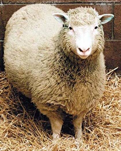 La oveja Dolly fue el primer animal clonado, en 1997