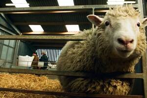 La hazaña de la oveja Dolly: la vida del primer animal clonado del mundo