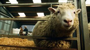 La oveja Dolly se convirtió en el primer mamífero clonado cuando nació en 1996
