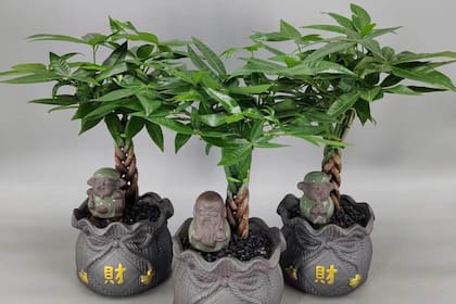 La Pachira aquatica es una de las plantas ideales según el Feng Shui