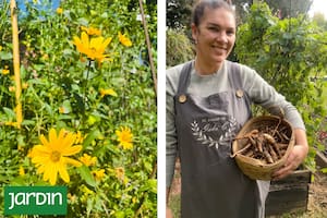 Qué es, cómo se cultiva y por qué los chefs lo consideran el nuevo superalimento