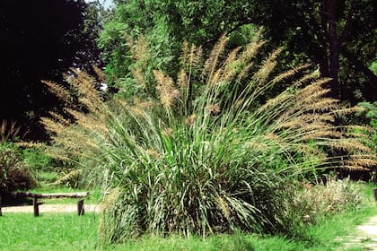 La paja colorada (Paspalum haumanii), es una hierba nativa perenne que, en la Argentina, vive espontáneamente en los pajonales de la Mesopotamia hasta la ribera rioplatense. Florece en primavera