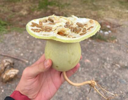 La palabra mate viene del quechua matí, que significa calabaza, el recipiente que se utiliza para tomar mate