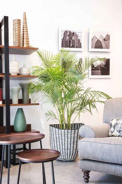 La palma areca ((Dypsis lutescens) limpia el aire de formaldehído, xileno y tolueno. El tolueno se encuentra a menudo en pinturas, disolventes de pintura y ciertos pegamentos.