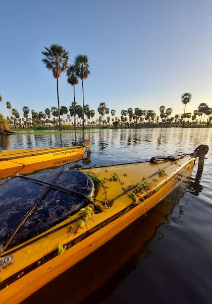 La palmera caranday predomina en el Bañado La Estrella.