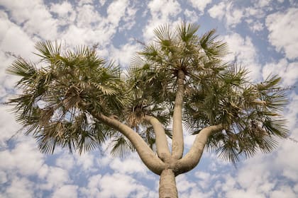 La Palmera de los Cuatro Gajos es una particularidad de la zona.