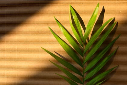 La “palmera de salón” son aquellas especies de plantas de interior que se asemejan a las palmeras pero no son palmeras verdaderas.